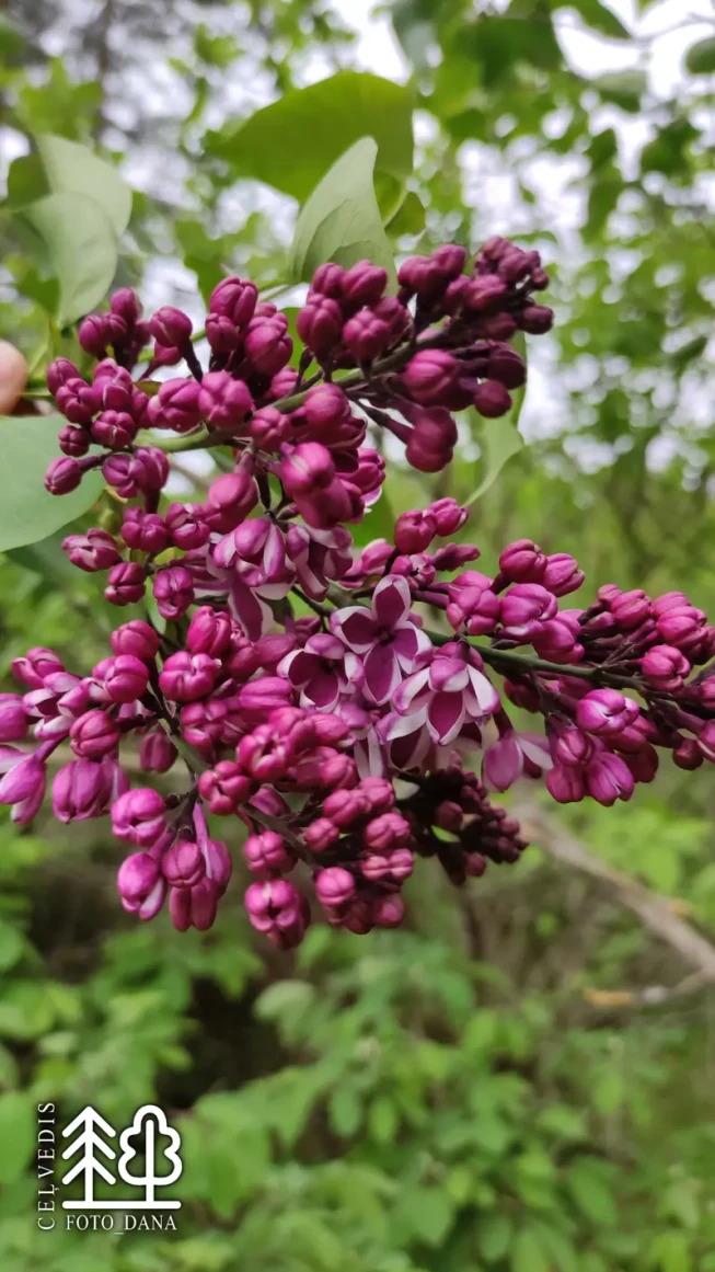 Syringa vulgaris   'Sensation'